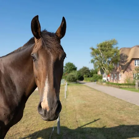 Haus Inselurlaub Hausteil 2 Oevenum